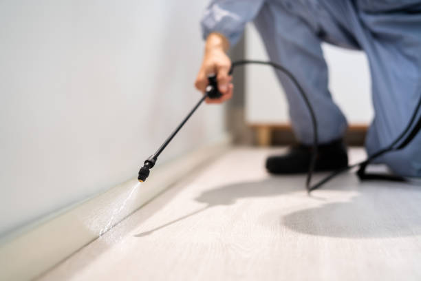 Certified termite inspector examining foundation in Inglewood