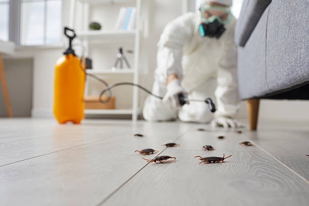 Commercial Rodent Management in Inglewood